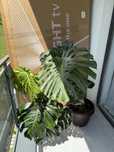 Monstera deliciosa cutting