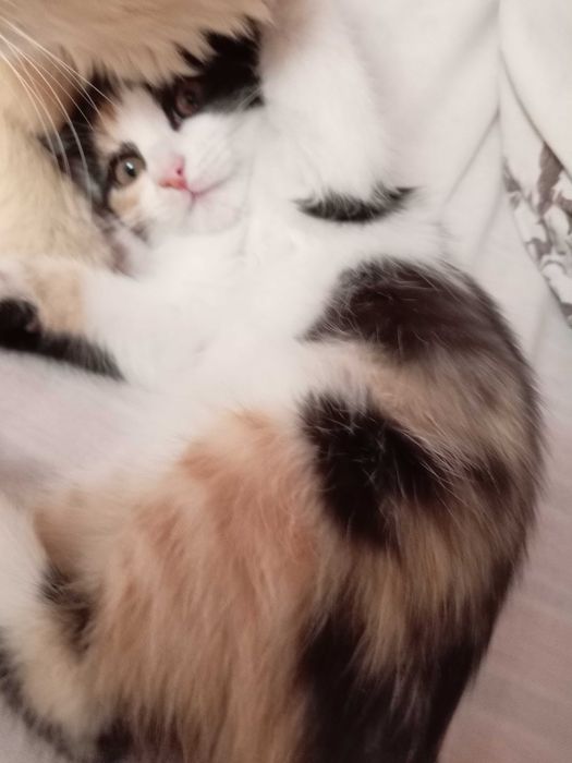 Котенок трехцветный