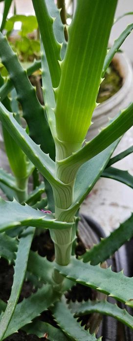 Комнатное растение Алоэ (лечебное)