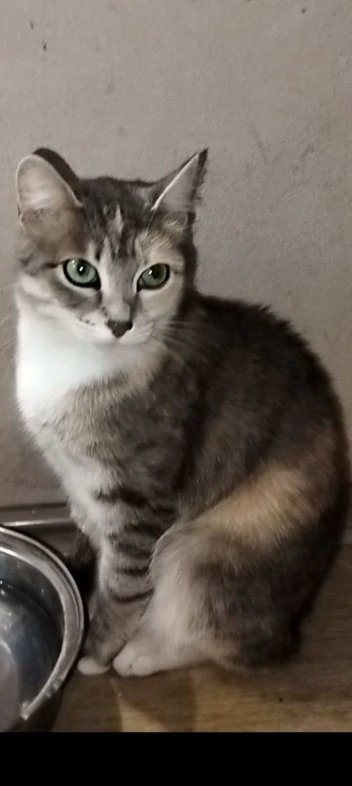 Отдам молодую кошечку