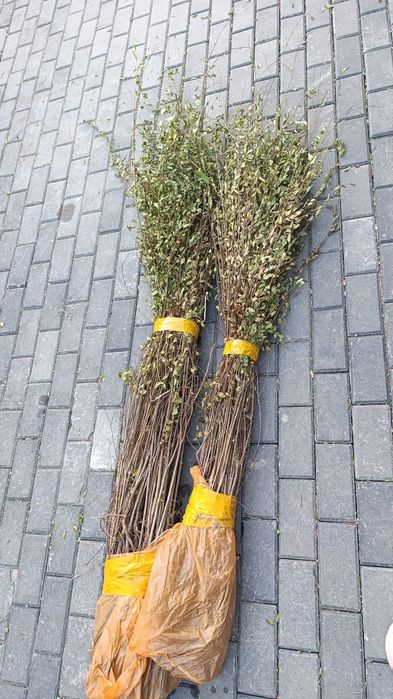 Вяз мелколистный высота 1м-1.20м.