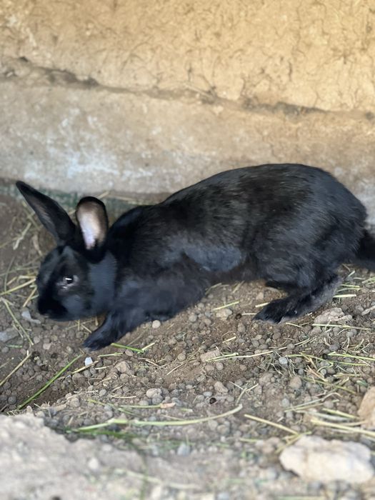 Quyonlar sotiladi erkak ayol hammasi soglom