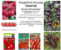 Рассада томатов  - более 50 сортов