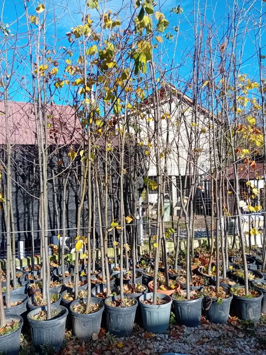 Vând copaci ornamentali foioase Mesteacăn, teii, platani