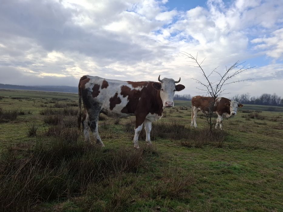 Vând juninca baltata