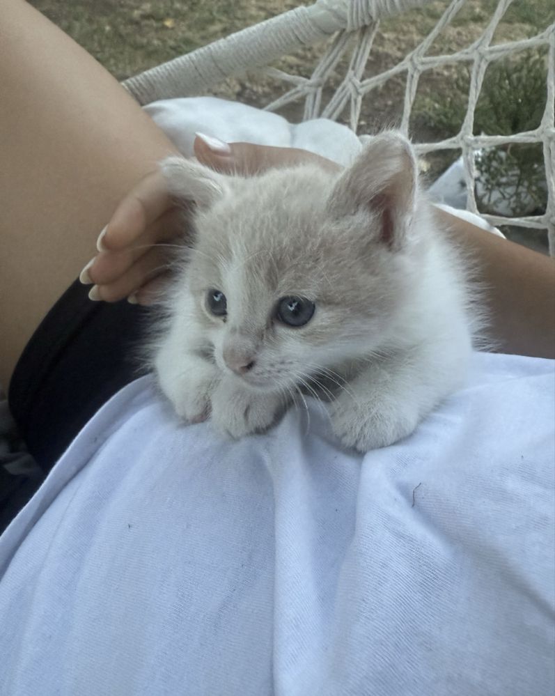 Подарявам малки котенца