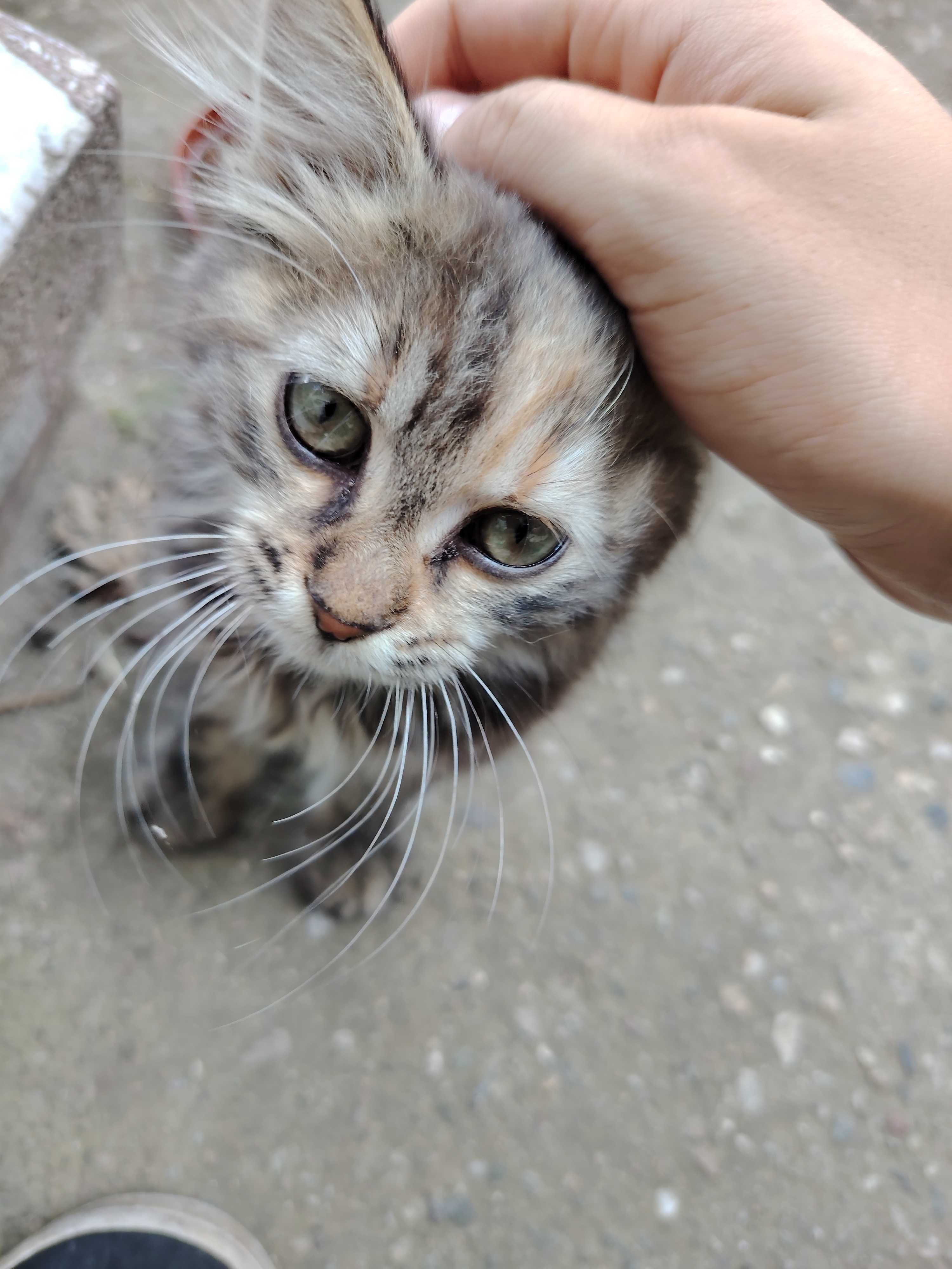 Пухкаво малко коте