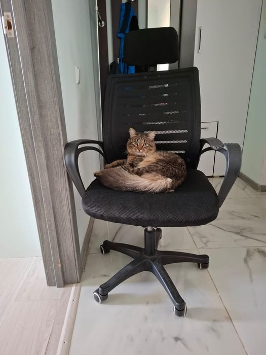 Кот ищет кошечкк