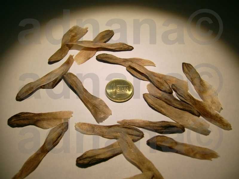 Plic a cate 25 seminte Plumeria Frangipani Rubra si Adenium Obesum