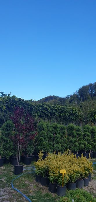 totul pentru gradina dvs