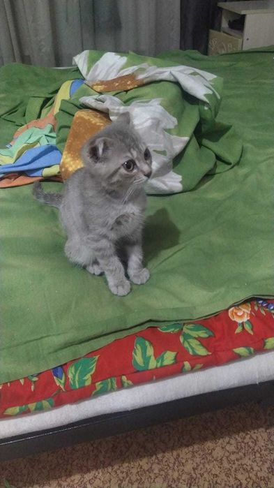 Продам очень красивую вислоушку котёнка