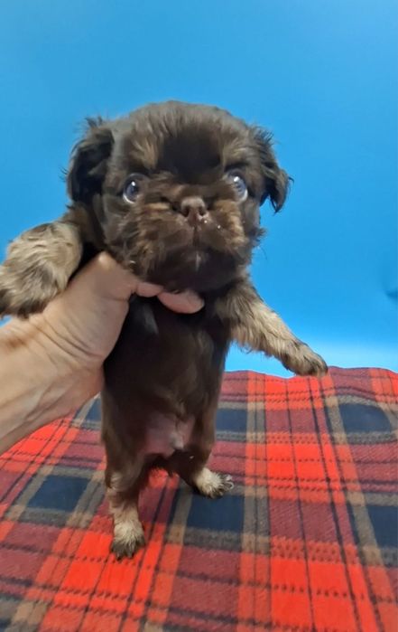 выше всех похвал чихи