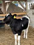 vitea holstein cu belgian