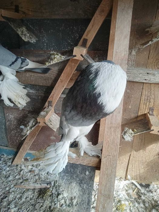 Vand porumbei gusat de pomerania