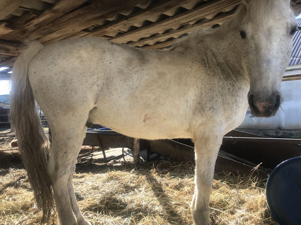 Продам лошадь обученного мерина под седло и упряжку спокойным нравом