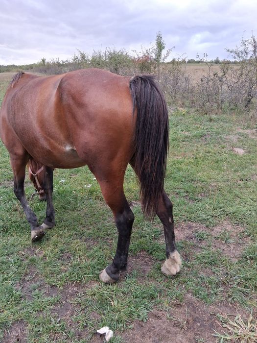 Schimb iapa și mânza