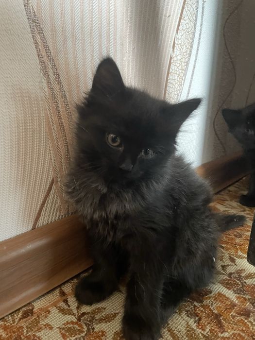 Отдем котенка в заботливые руки