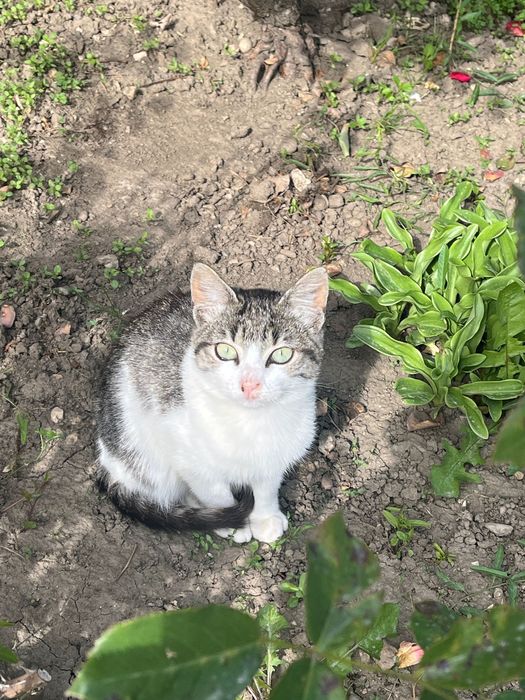 Pisicuța pentru adopție