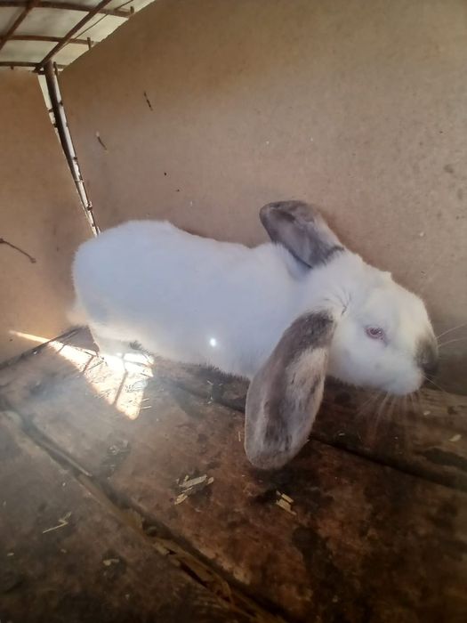 Vand iepuri mai multe feluri