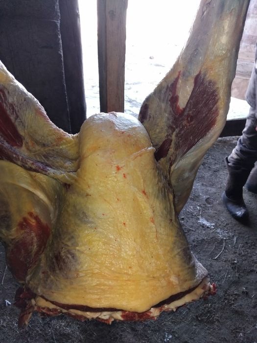 Согым согым согым