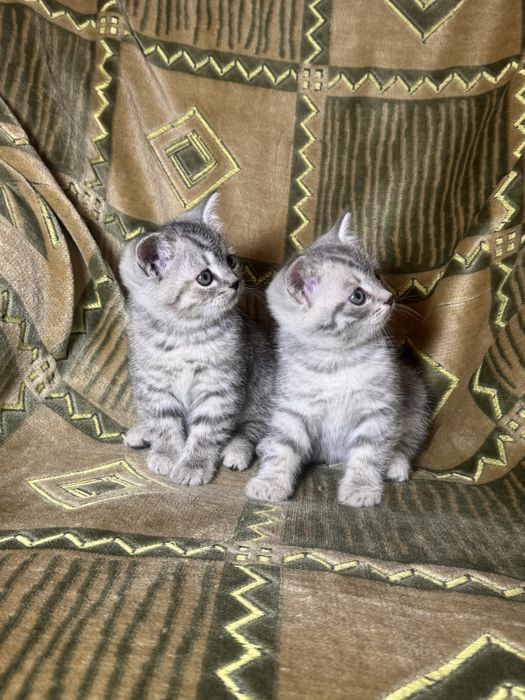 Британская шиншилла