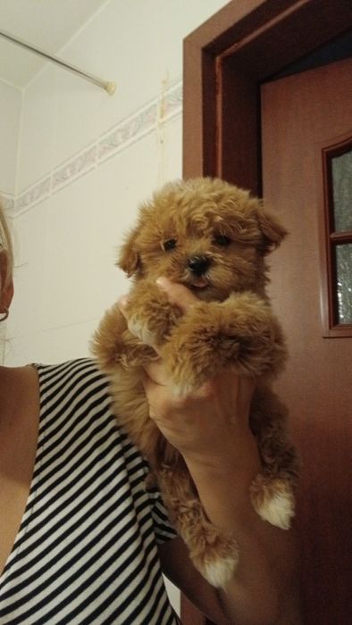 Maltipoo baietel, doua vaccinuri