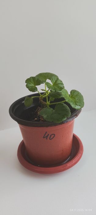 Продам укорененные ростки . Белой герани