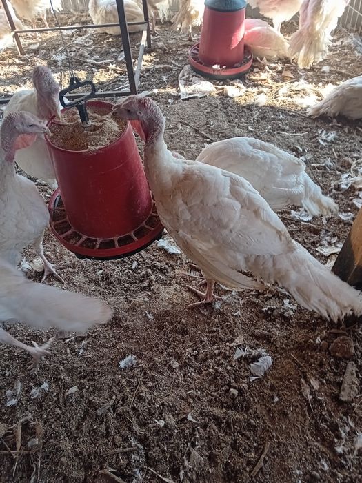 Бройлерни  пуйки