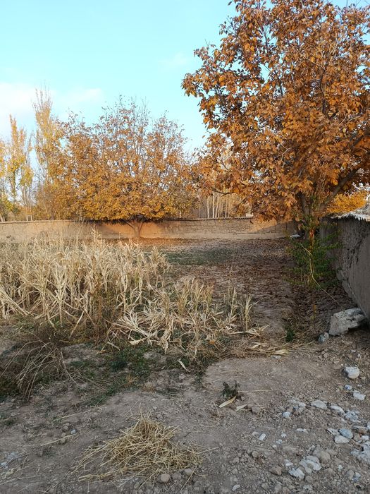 Shahrisabzdan Uchaska sotiladi