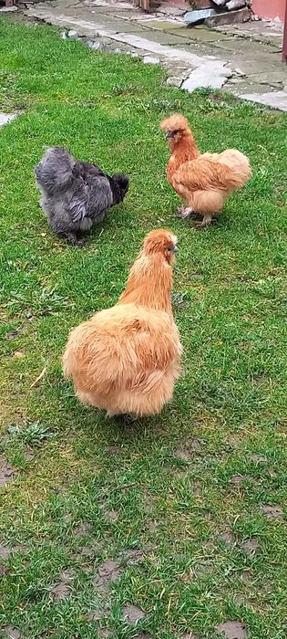 3 găini matase japoneza