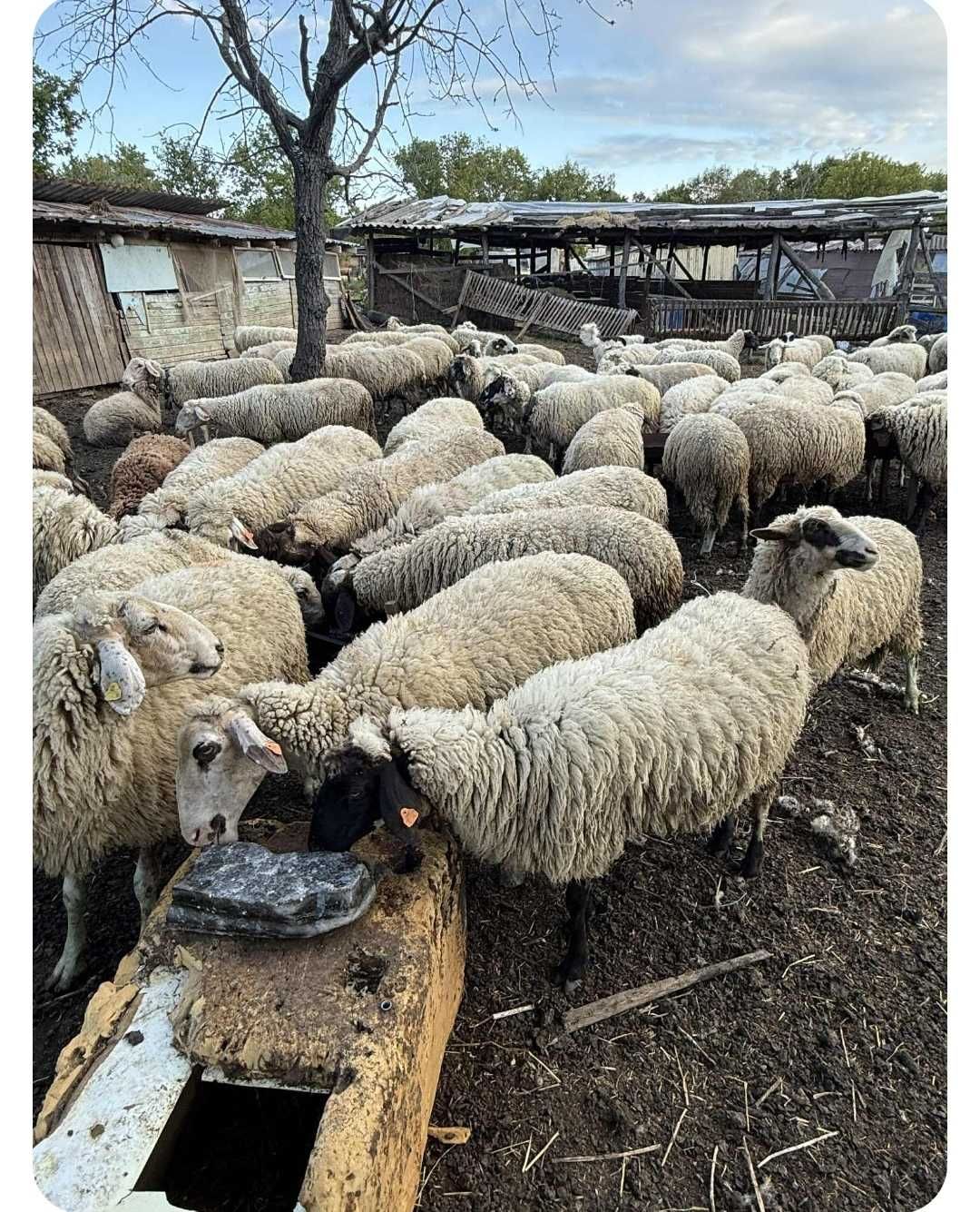 стадо овце бременни