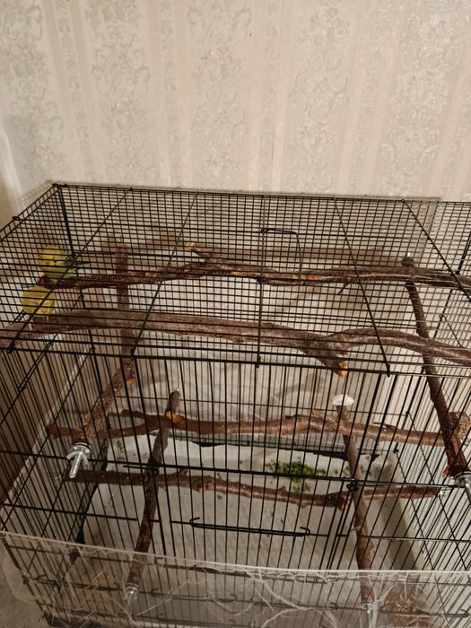 Попугаи с клеткой
