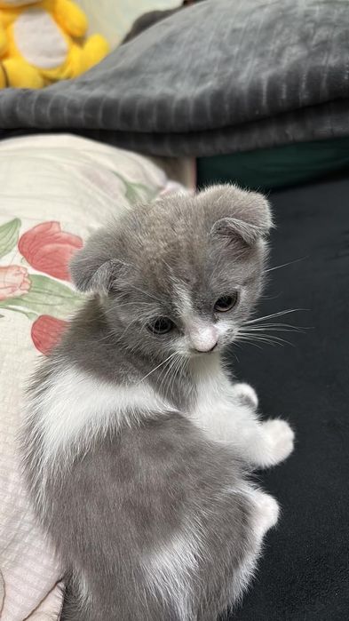 Вислоухий котенок