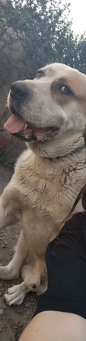 Ищу собаку срочно