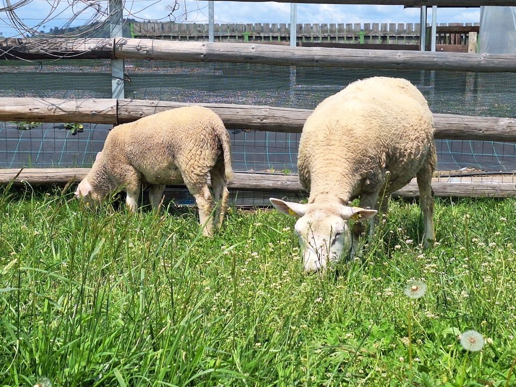 Oi texel de vanzare.