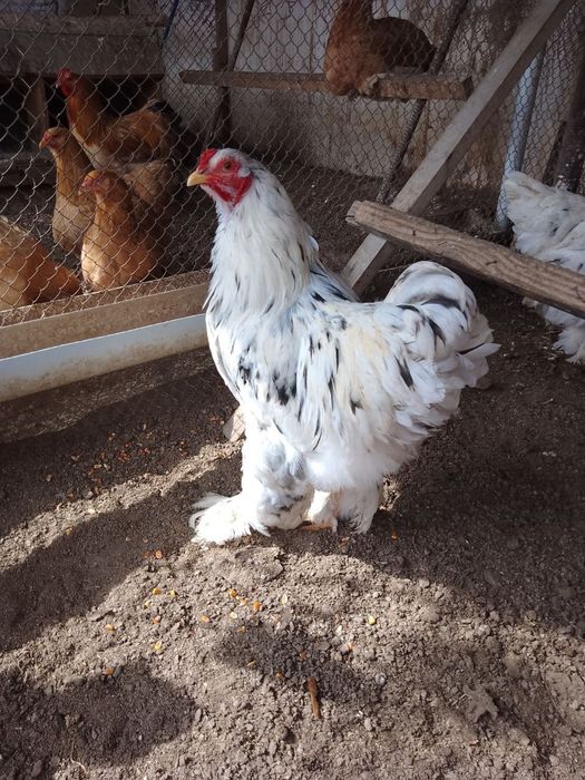 Внимание цыплята брамма гигант  продаются