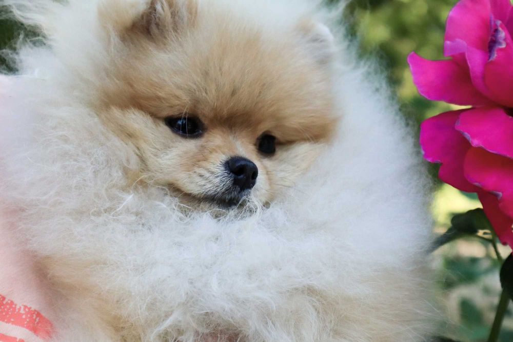 Уникално момиченце померан с родословие FCI