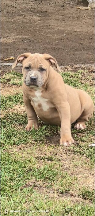 Американско Були ХЛ / American Bully XL  2 момчета и 2 момичета