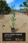 Plante pentru gard viu – Photinia, Prunus, Leylandii, Bonsai