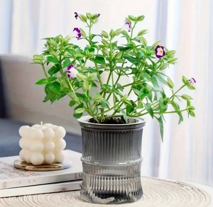 Кашпо с автополивом (фитильный полив)