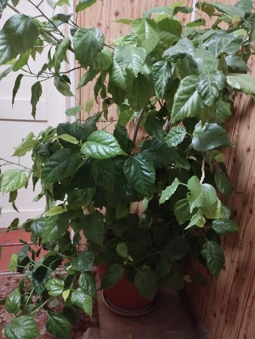 Продам комнатные растения