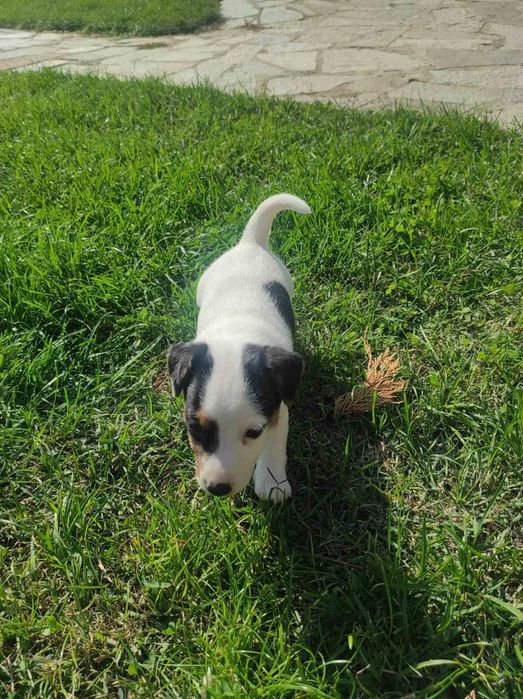 Джак ръсел териери