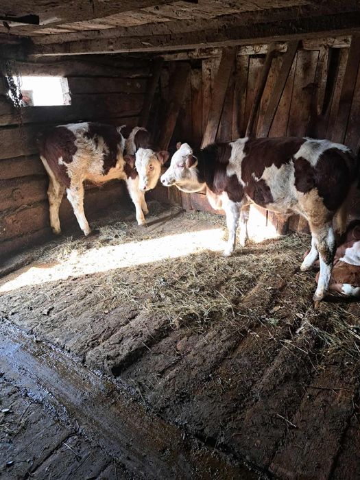 Viteii gemeni de vanzare