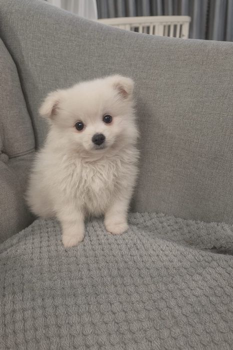 Pomeranian Mini Toy - 8 săptămâni, alb și adorabil.