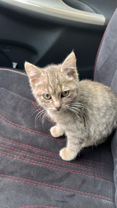 Кошка бесплатно д