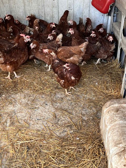 Кокошки носачки за яица порода ломан браун