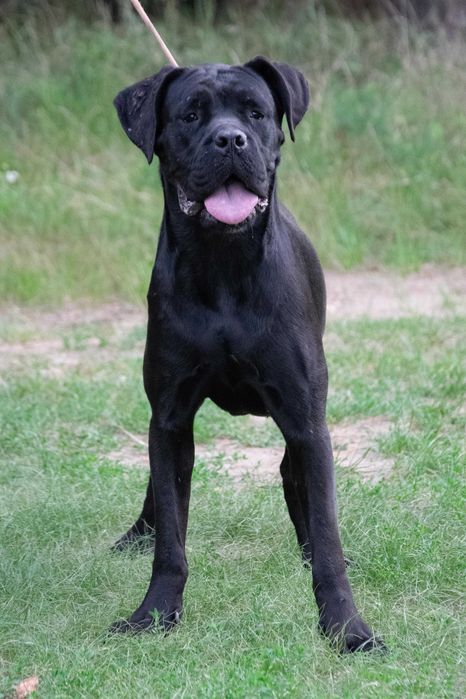 Cane corso 17 luni
