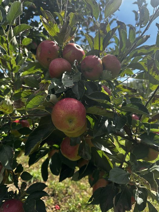 Mere idared de vanzare