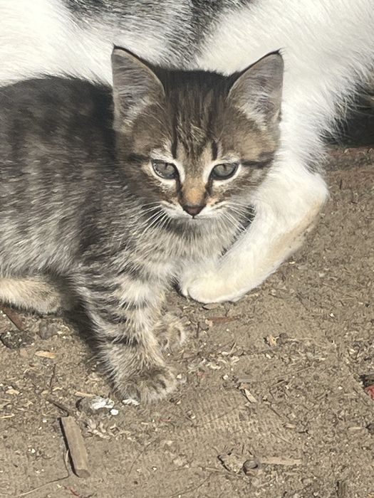 Кошечка примерно 1,5 месяца