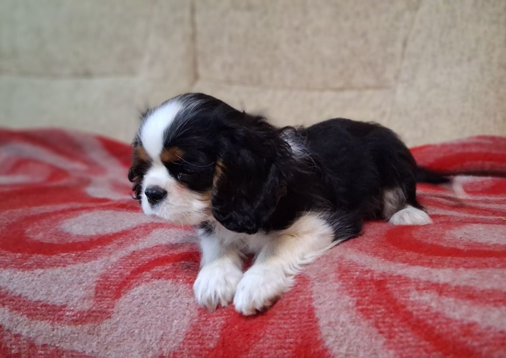 Кавалер Кинг Чарлз Шпаньол FCI